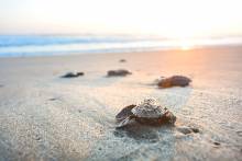 Sea turtles on the beach