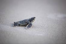 Pensacola Beach Turtle Hatching Pensacola Beach Turtle Hatching