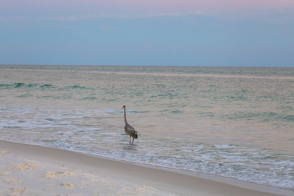 Pensacola Beach Wildlife