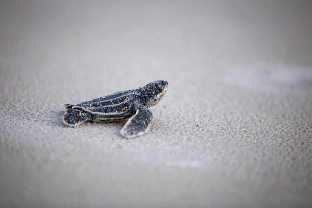 Pensacola Beach Turtle Hatching Pensacola Beach Turtle Hatching